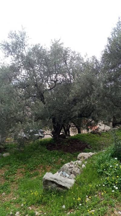 أرض للبيع في كفرنيس الشوف land for sale in chouf