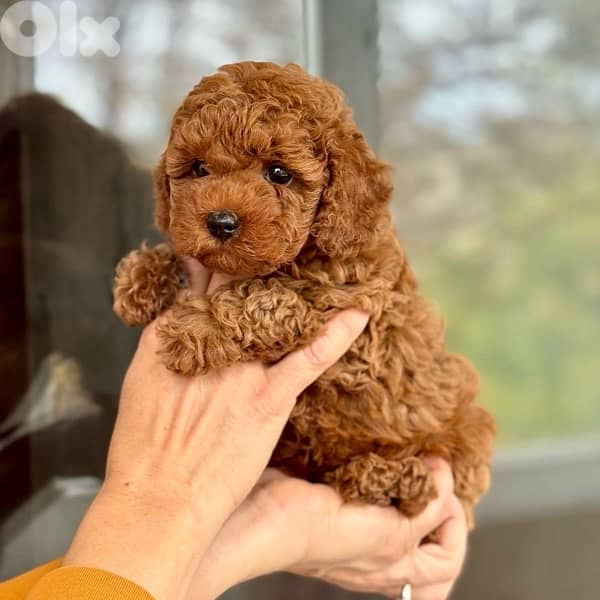 Adorable Toy Poodle puppy Red Brown in store & Delivery كلب 0
