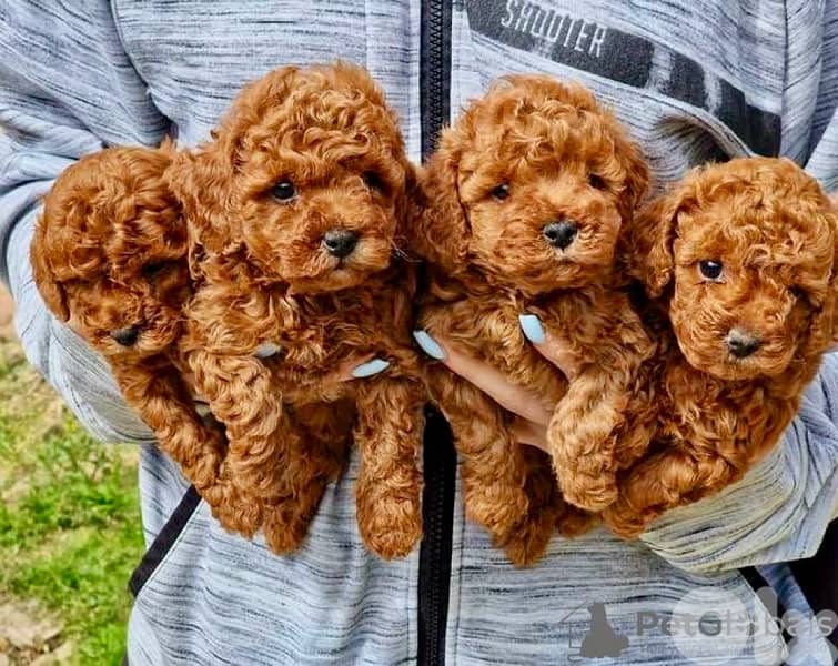 Compact red brown Toy poodle puppies available! We Deliver! كلب 0