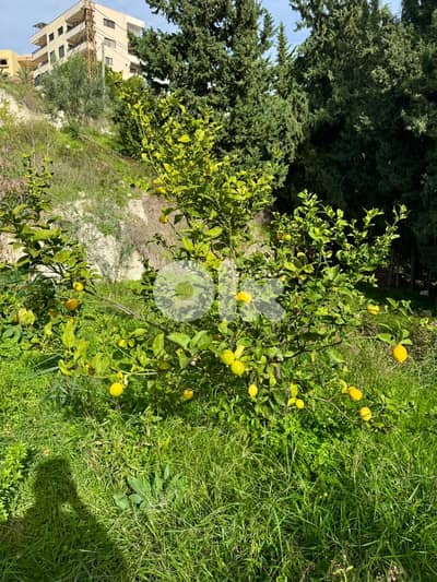 عقار مطل على البحر للبيع في الغازية -Land for Sale in Ghaziye Sea View