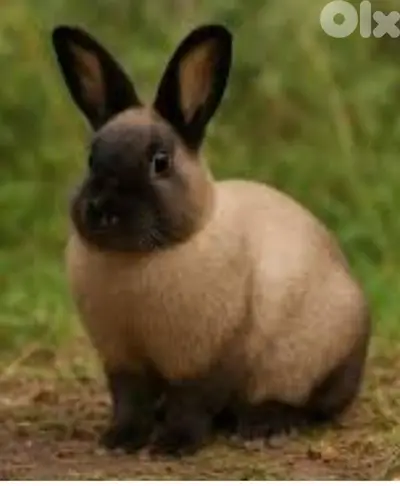 Giant French papillon Rabbits