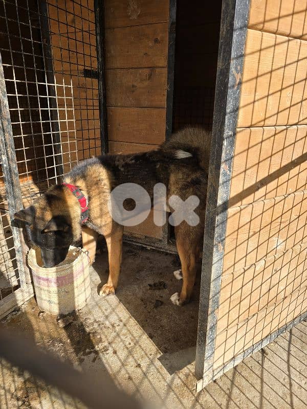 american akita male for sale 1
