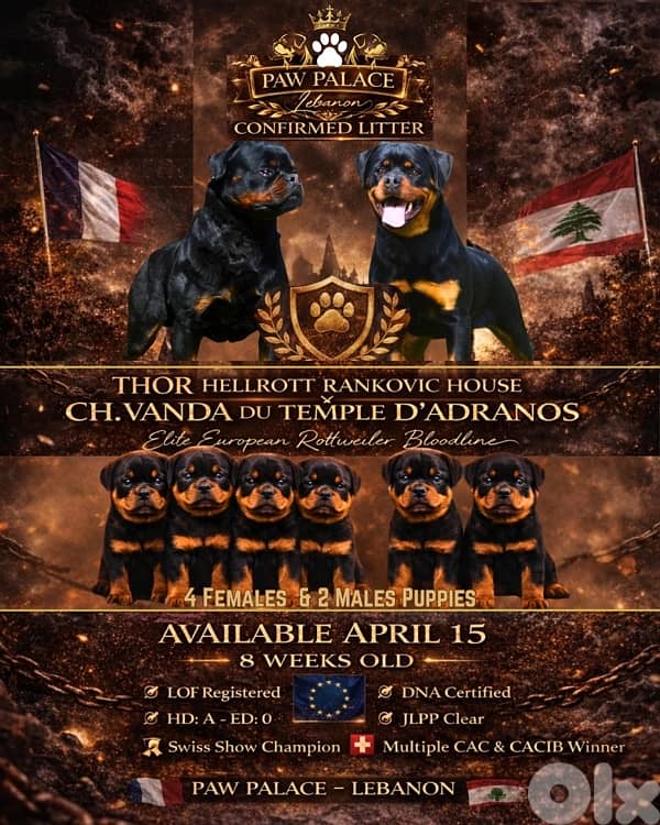 Best Rottweiller in lebanon 1