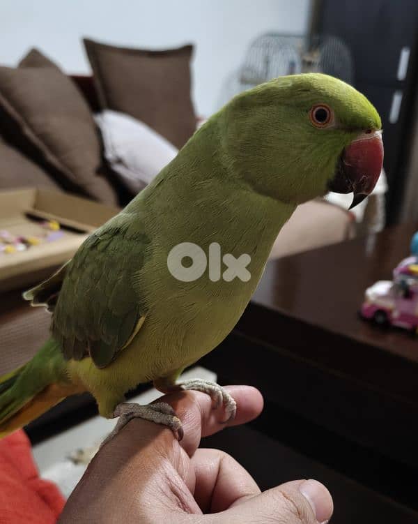 ببغاء الدرة 1