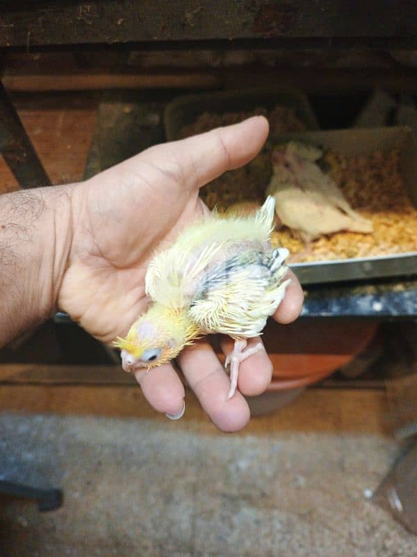 فروخ كروان 0