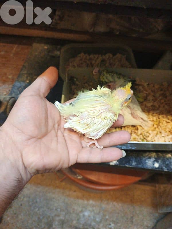 فروخ كروان 1