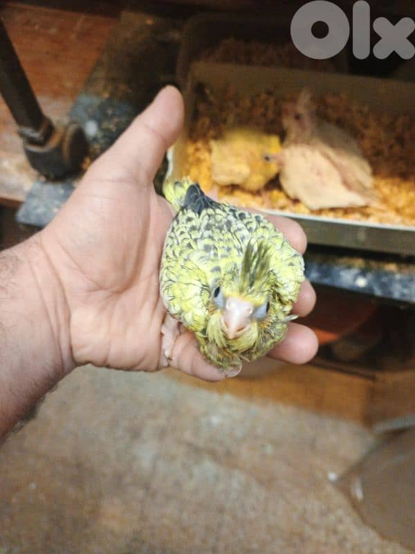 فروخ كروان 3