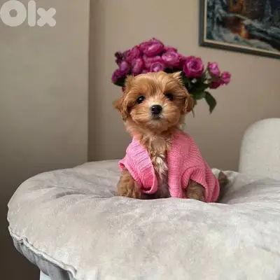 Small Toy Maltipoo Puppies
