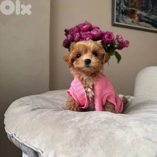 Small Toy Maltipoo Puppies 0