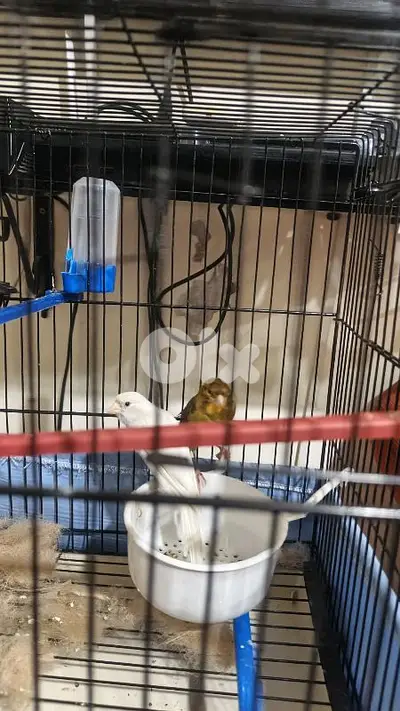 canary
