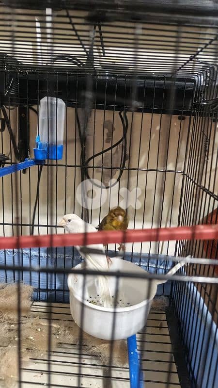 canary 0