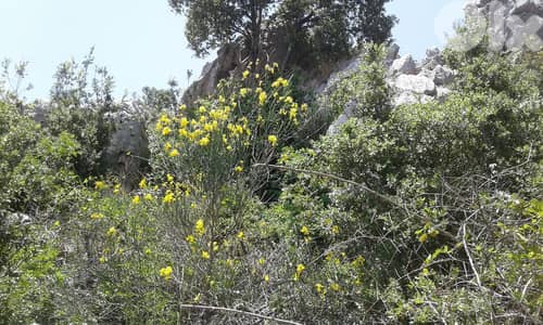 RWK122MF - Land for sale in Achkout with view