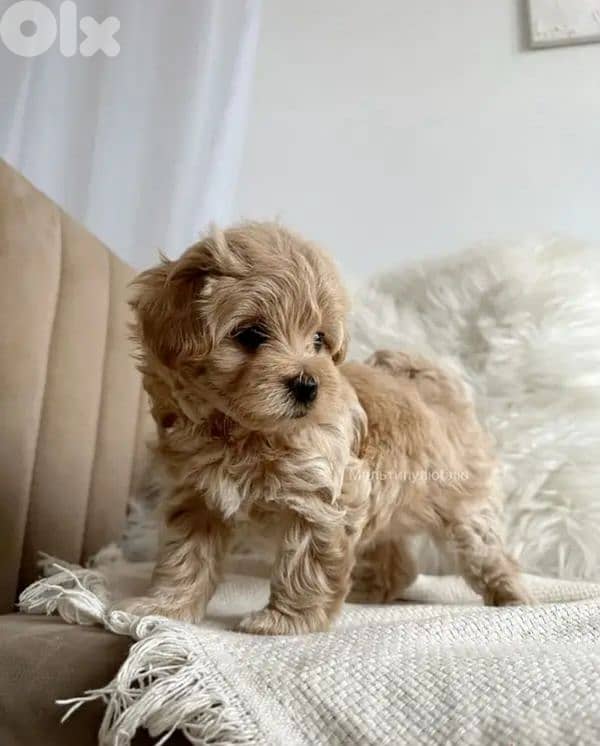 Toy Maltipoo Puppies | 0