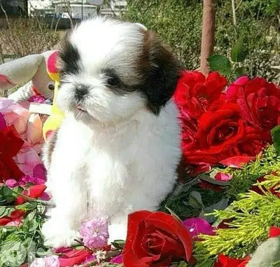 Fluffy & hypoallergenic ShihTzu cute puppy Imported delivery, dog كلاب
