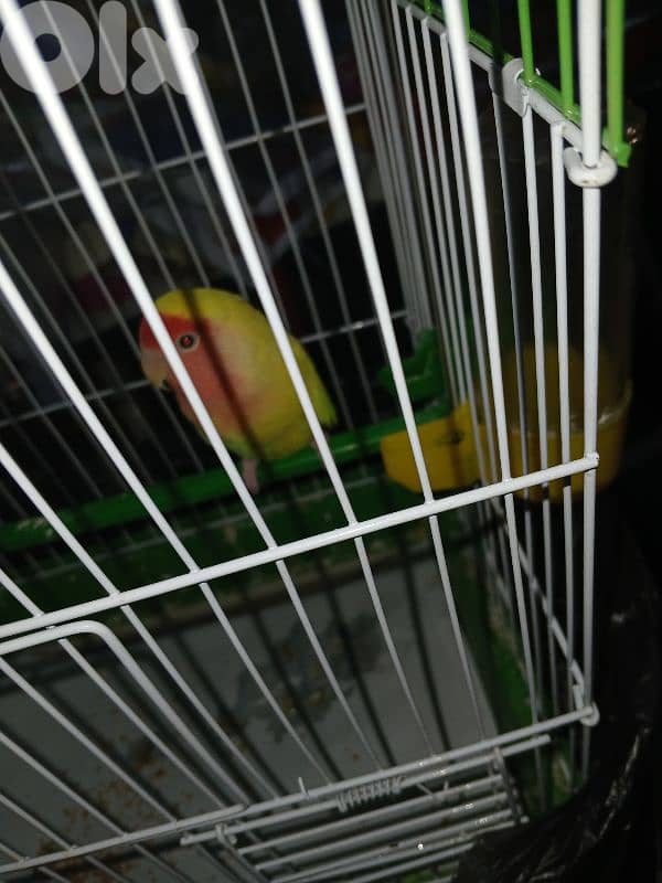 روز منغا 0