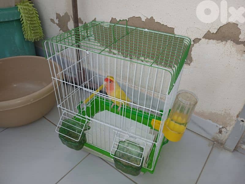روز منغا 2