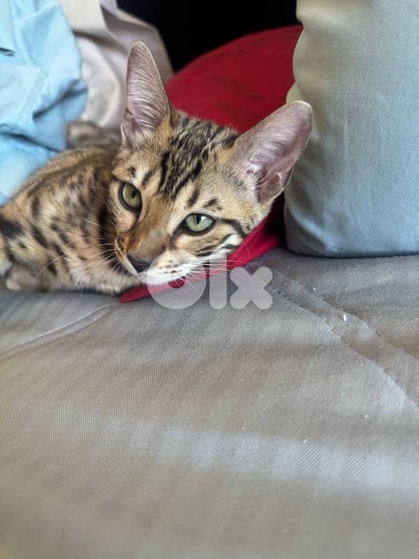 Pure Bengal Kittens – Exotic, Playful & Ready for New Homes 0
