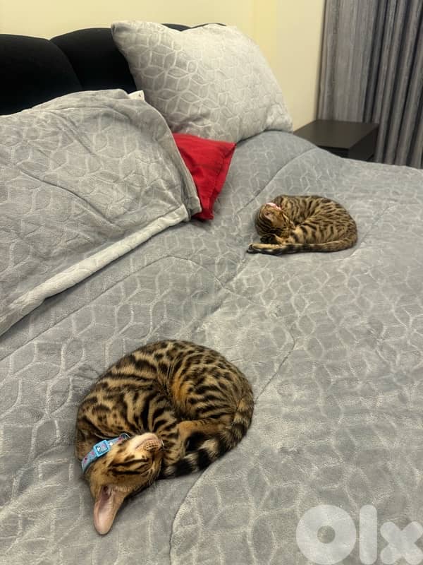Pure Bengal Kittens – Exotic, Playful & Ready for New Homes 1