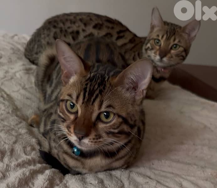 Pure Bengal Kittens – Exotic, Playful & Ready for New Homes 2