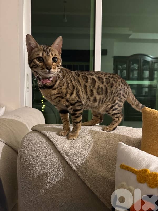 Pure Bengal Kittens – Exotic, Playful & Ready for New Homes 3