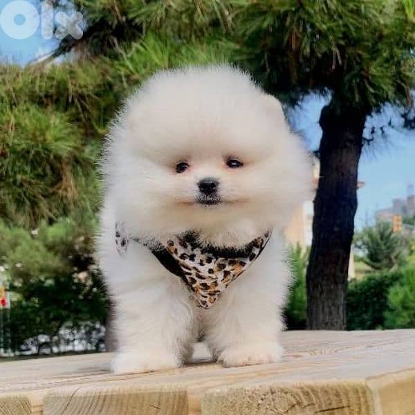 Adorable Pomeranian Puppies Available in Store Imported Delivery 0