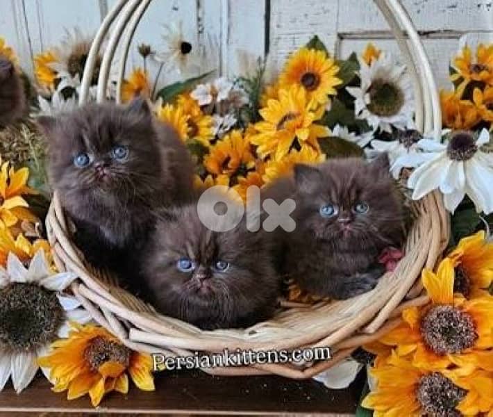 persian chocolate whtsp 70485808 3