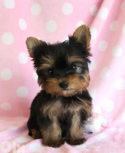 yorkshire puppy