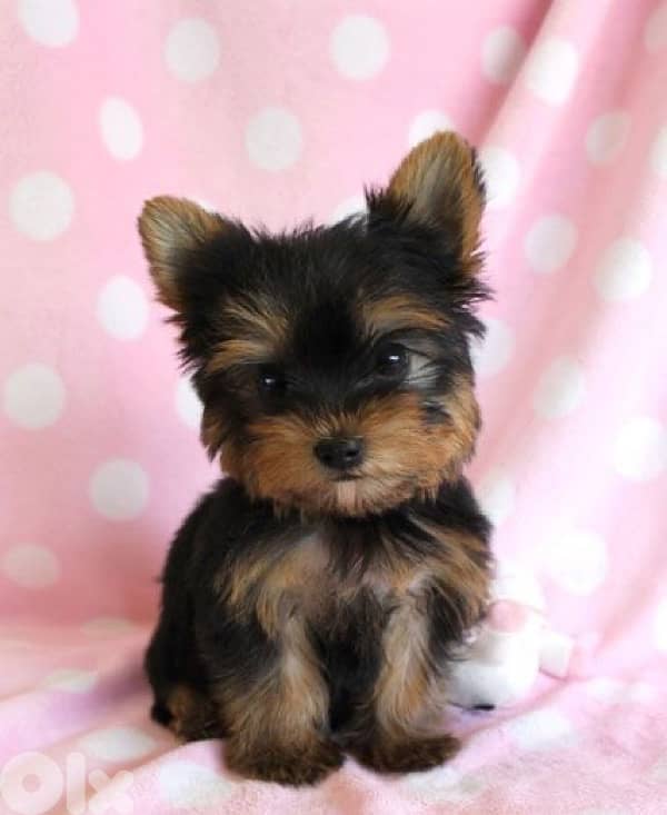 yorkshire puppy 0