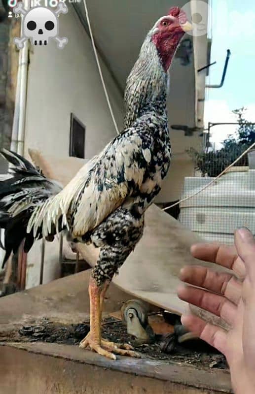 ديك  تركي مزهر السعر قابل لنقاش ما منختلف 1