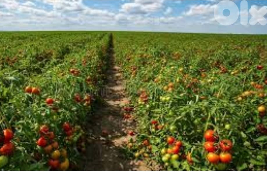 Land for Sale in Ain Enoub - Aley 0