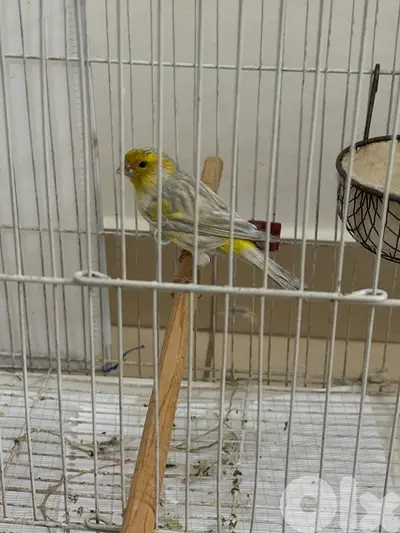 اوبال كناري opale canaries