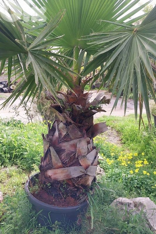 washingtonia واشنطونيا 0