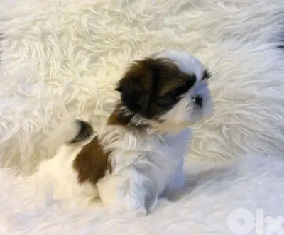 Adorable shih tzu Available /in store/delivery/Imported