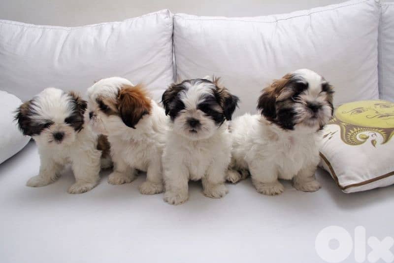 Charming Shih tzu Puppies Available / in store & delivery 0