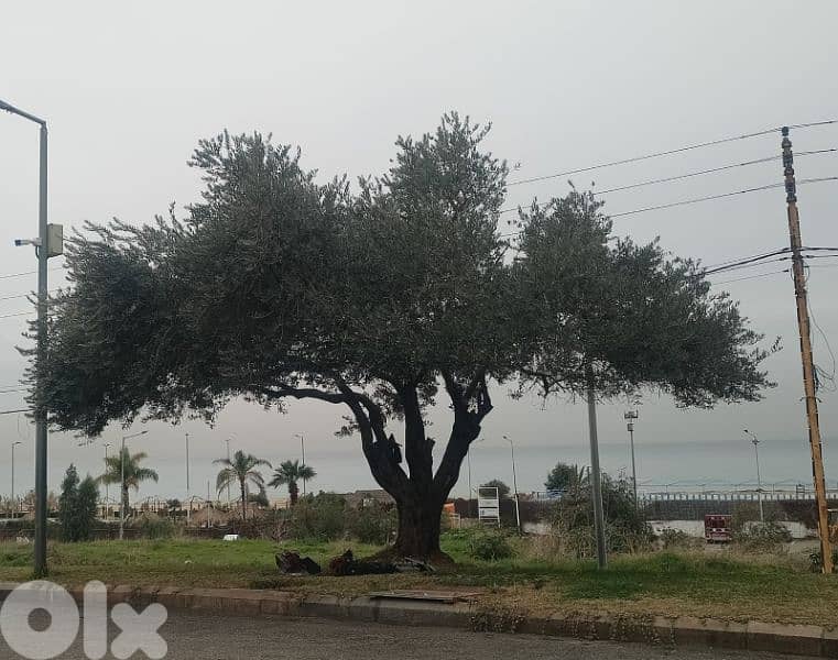 Aged olive trees 0