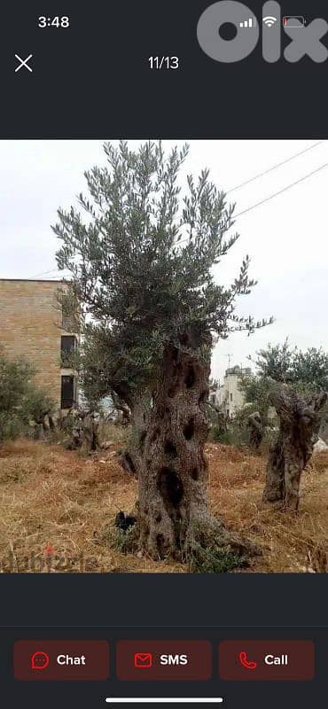 Aged olive trees 13