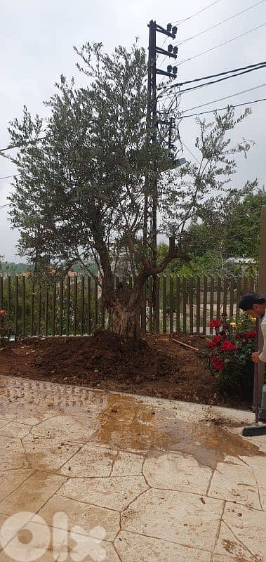 Aged olive trees 15