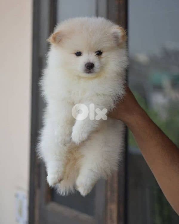 Pomsky Puppies Available 0