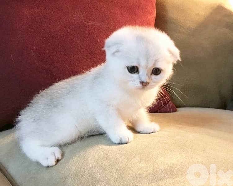 Adorable Scottish Fold kitten available in store & delivery 0