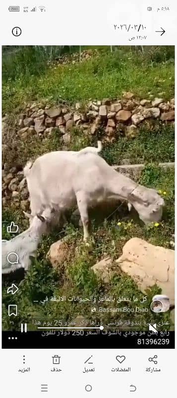 عنزتين للبيع 3