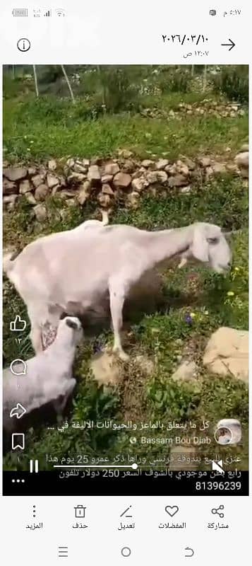 عنزتين للبيع 4