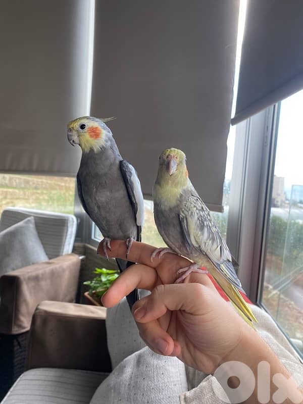 Male and Female tamed cocktails for sale 0