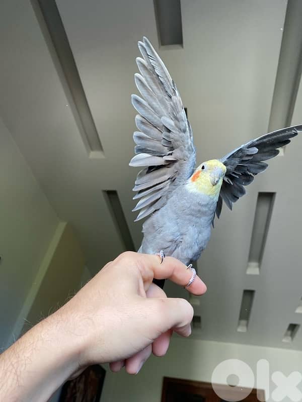 Male and Female tamed cocktails for sale 1