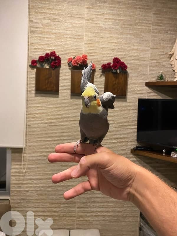 Male and Female tamed cocktails for sale 2