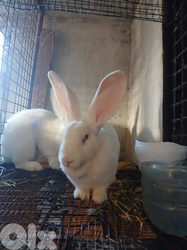 Giant French papillon Rabbits 17