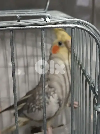 طاءر كوكتيل ذكر السعر:٤٠ دولار ٠٣٠٧٥٦٢٢