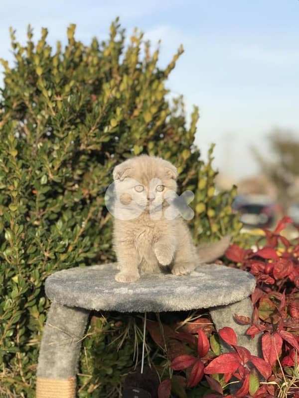 Sweetest Scottish fold kitten available in store & delivery 0