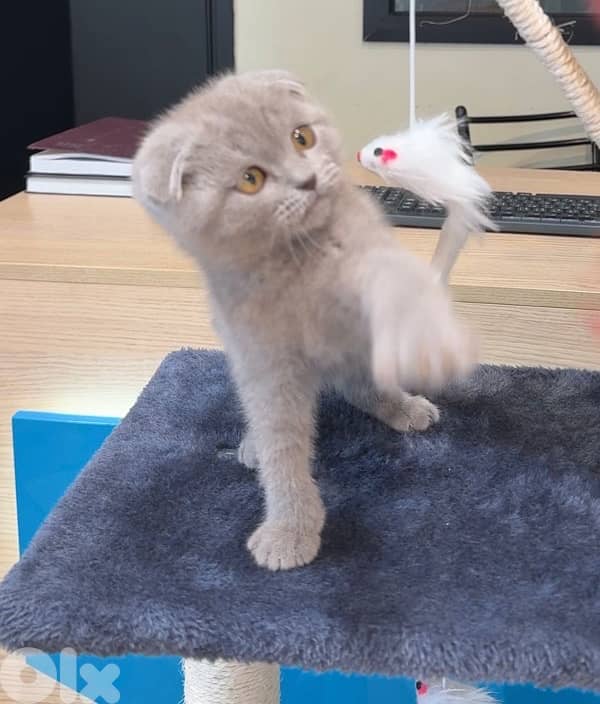 Cute Scottish Fold Lilac color kitten AVAILABLE 0