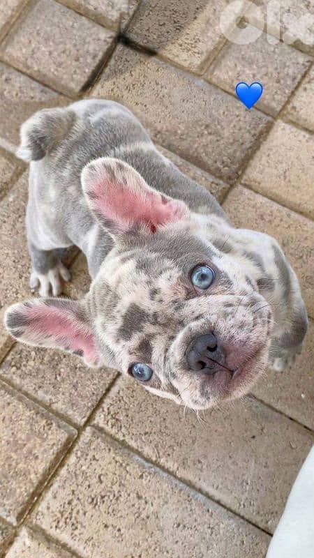French Bulldog puppies /High Quality/Imported/Dog/كلاب 0