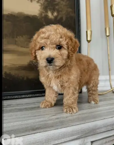 poodle